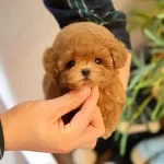 Cok Ozel Ve Guzel Tuvalet Egitimli Toy Poodle Yavrularım