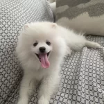 Beyaz Melek Leon Can Dostu