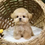 Gercek Koreli Maltipoo Bebeklerim