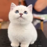 Show Kalite Topaç Kafa Sevimli Bebeklerim