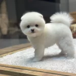 Ayı Surat Pomeranian Boo Yavrularımız