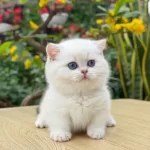 Show Kalite Topaç Kafa British Yavrularım