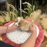 Flash Guzellikteki Toy Poodle Bebişlerimiz