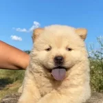 Efsane Chow Chow Yavruları