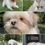 Dişi Safkan Shih Tzu