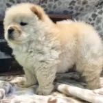 Irk Garantili Chow Chow Yavruları