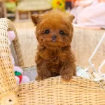 Teddy Face Koreli Toy Poodle Bebişlerimiz