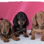 Dachshund ( Sosis Köpek ) Yavruları