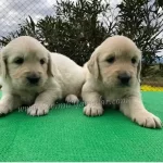 Bebek Yüzlü Golden Retriever Yavruları