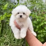 Maltese Yavrularımız Teslime Hazır