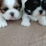 Ankaradan Ücretsiz Shih-Tzu