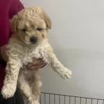 Sevimli Yavruma Yuva Arıyoruz