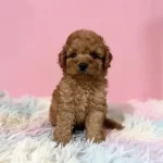 Sevimli Toy Poodle Yavruları