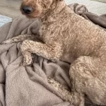 Eğitimli Toy Poodle Oğlumuz