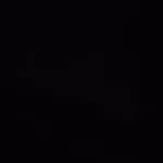 Toy Poodle Sahiplendirme