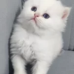 ​Zekasıyla Büyüleyen, Ruhuyla İyileştiren Beyaz Mucize