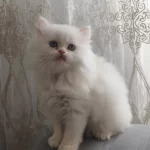 A Kalite Safkan British Longhair