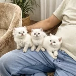 A Kalite British Longhair Yavrular Anne Baba Secerili