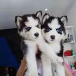 Sibirya Kurdu Yavruları