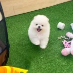 Özel Pomeranian Boo Yavruları