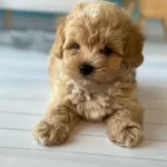 Irk Garantili Maltipoo Yavruları