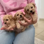 Dünya Tatlısı Maltipoo Yavruları