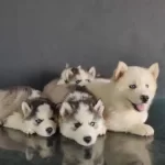 Irk Garantili Husky Sibirya Yavruları
