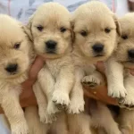 Sevimli Golden Retriever Yavruları