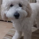 Minyatür Poddle Lokum