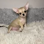Güzel Renk Yapısı İle Chihuahua Yavruları