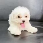 Irk Garantili Maltese Yavruları