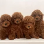 Irk Garantili Toy Poodle Yavrular