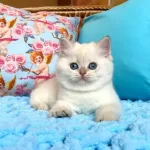 Sevimli British Shorthair Yavruları