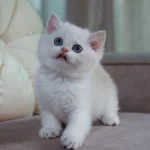 British Shorthair Yavruları