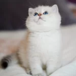 Kaliteli British Shorthair Yavruları