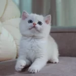 British Shorthair Yavruları