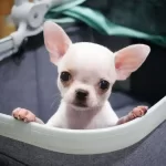 Irk Garantili Chihuahua Yavruları