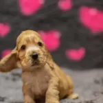 Irk Garantili Cocker Yavruları