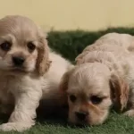 Dünya Tatlisi Cocker Yavruları