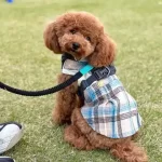 Sevimli Toy Poodle Yavruları