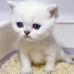 British Shorthair Yavruları