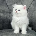 British Longhair Yavruları