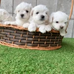 Irk Garantil Maltese Yavruları