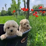 F2 Maltipoo Yavruları