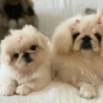 Irk Garantili Pekinez Yavruları