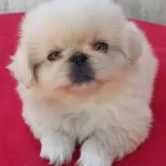 Dünya Tatlısı Pekinez Yavruları