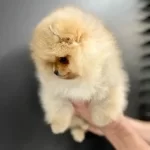 Pomeranian Boo Yavruları