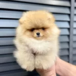 Teddy Bear Pomeranian Yavruları