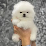 Irk Garantili Pomeranian Yavruları