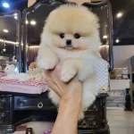 Irk Garantili Pomeranian Yavruları